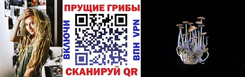 Галлюциногенные грибы Psilocybe  Томск 